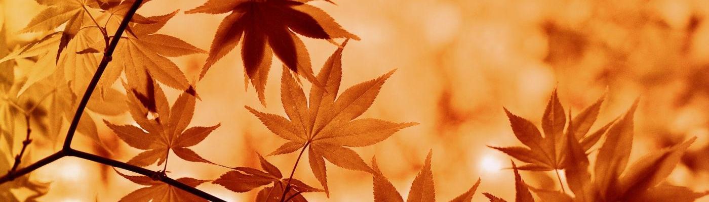Herbst
