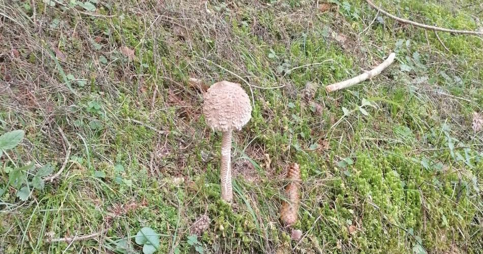 Parasol