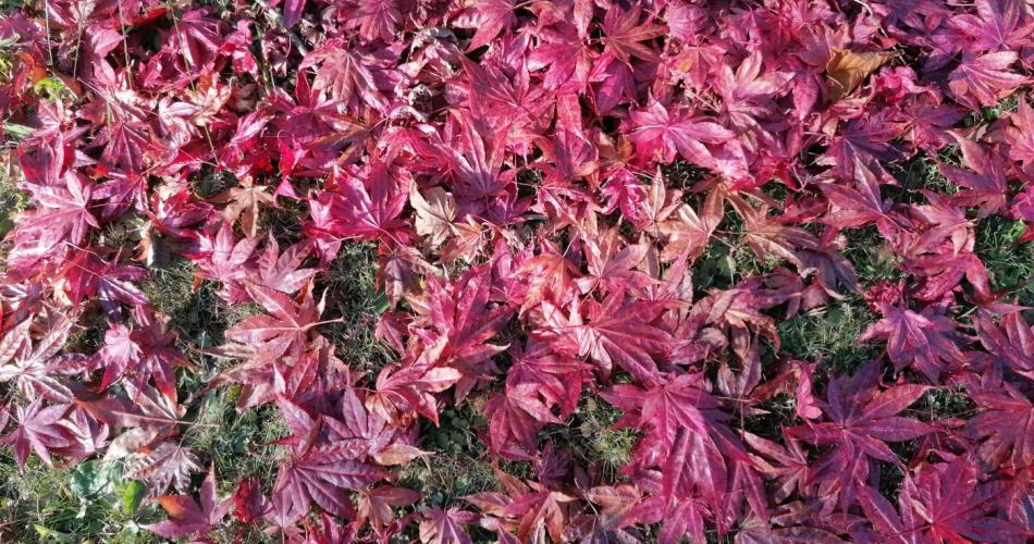 Herbstblätter